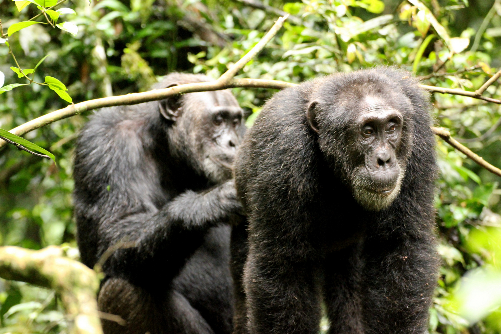 Papaya Lake Lodge Papaya Lake Lodge: Soziales Verhalten