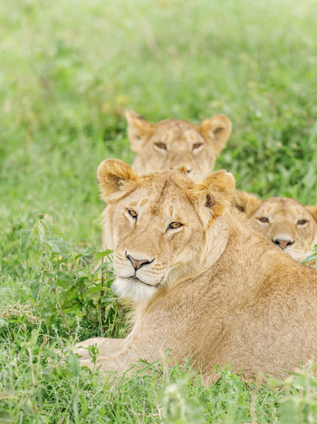 Roving Bushtops Camp: Löwenfamilie
