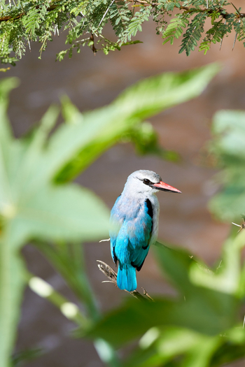 Saruni Mara Camp: Grey-headed Kingfisher