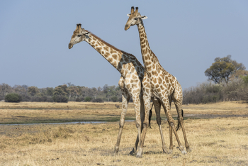 Savuti Camp Savuti Camp: Giraffen