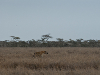 Segera Retreat: Tüpfelhyäne