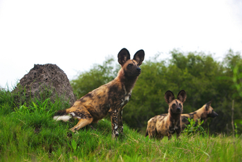 Selinda Camp Selinda Camp: Wildhunde vor Termitenbau