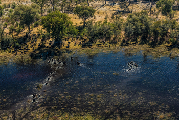 Selinda Explorers Camp Selinda Explorers Camp: Büffelherde im Spillway