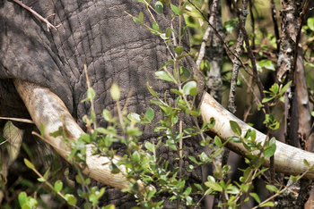 Serian Serengeti Lamai: Elefanten