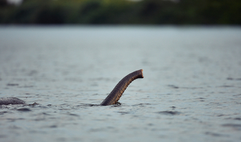 Sette Cama Eco Camp: Schnorchelnder Waldelefant