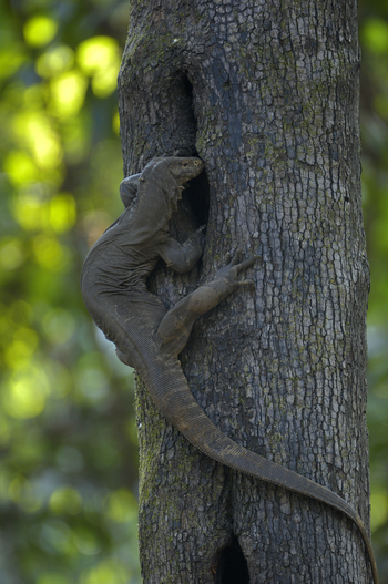 Shergarh Tented Camp: Bengal Monitor Lizard