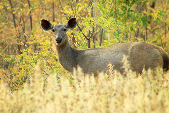 Svasara Jungle Lodge: Sambar-Hirsch