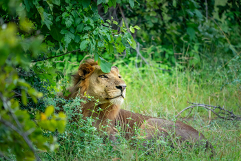 Time + Tide South Luangwa Time + Tide South Luangwa: Löwe