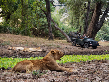 Time + Tide South Luangwa: Müde Löwen