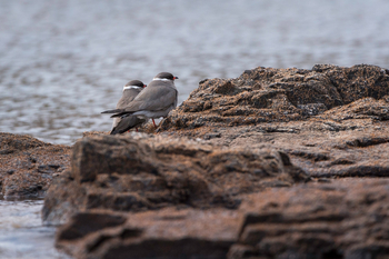 Toka Leya Camp Toka Leya Camp: Halsband-Brachschwalben am Wasser