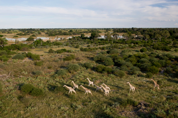 Tubu Tree Camp: Giraffenherde