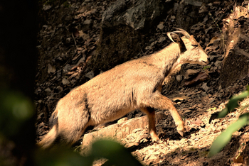 Vanghat: Himalayan Goral