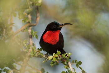 Wilderness Usawa Serengeti Camp: Scarlet-chested Sunbird