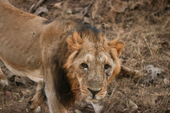 Aramness Aramness: Struppiges Männchen