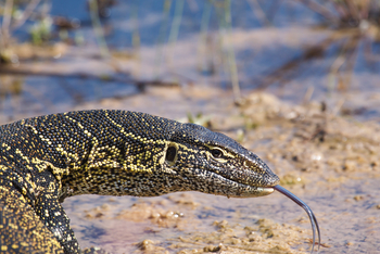 Belmond Eagle Island Lodge: Waran auf der Pirsch