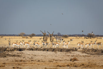 Boteti River Camp: Kudus und Springböcke