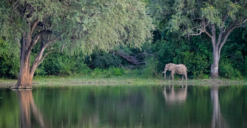 Bushcamp Company: Elefant