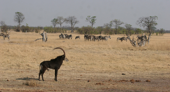 Camp Hwange: Männliche Rappenantilope