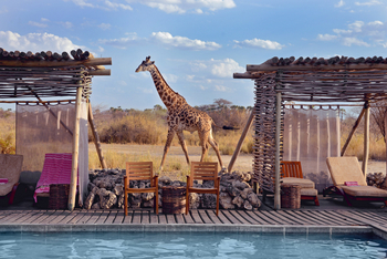Chem Chem Lodge: Giraffe am Pool