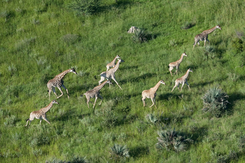 Chitabe Camp: Giraffen auf der Flucht