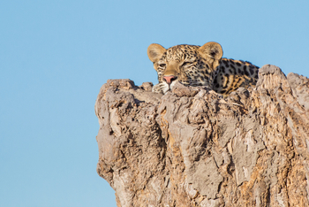 Chobe Game Lodge: Leopard auf der Lauer