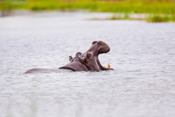 Chundukwa River Lodge: Hippo im Sambesi