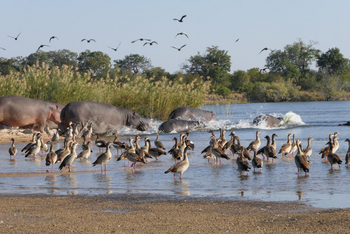 Chundukwa River Lodge: Nilgänse und Hippos