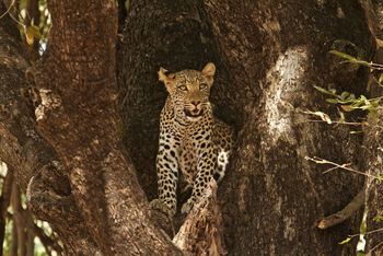 Tusk and Mane Safaris Tusk and Mane Safaris: Junger Leopard im Baum
