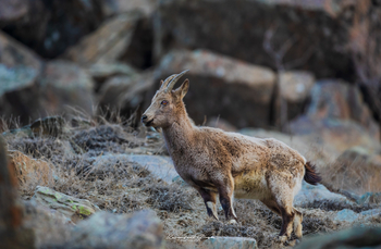 Drenmo Lodge Drenmo Lodge: Junger Steinbock