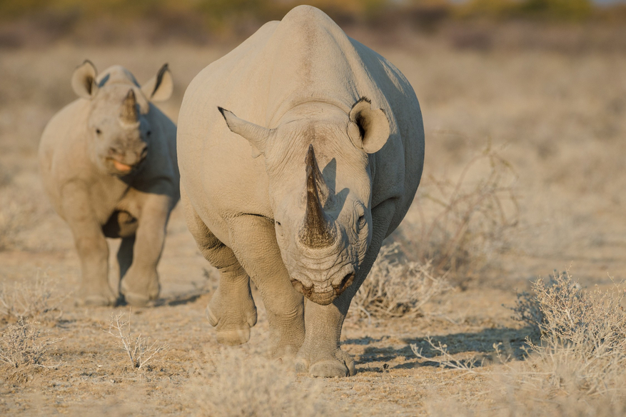 Etosha Heights Game Reserve