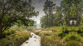 Flame of the Forest Safari Lodge: Bachlauf