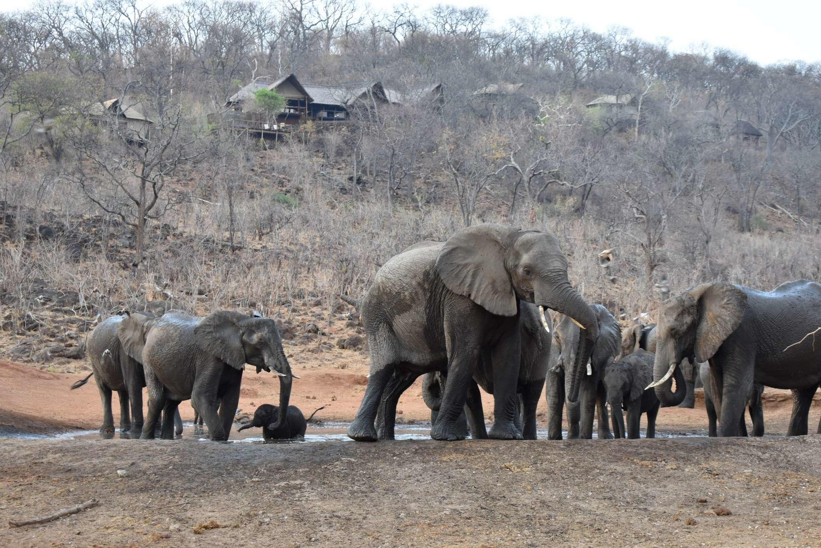 Ghoha Hills Savuti Lodge Ghoha Hills Savuti Lodge: Elefanten unterhalb der Lodge
