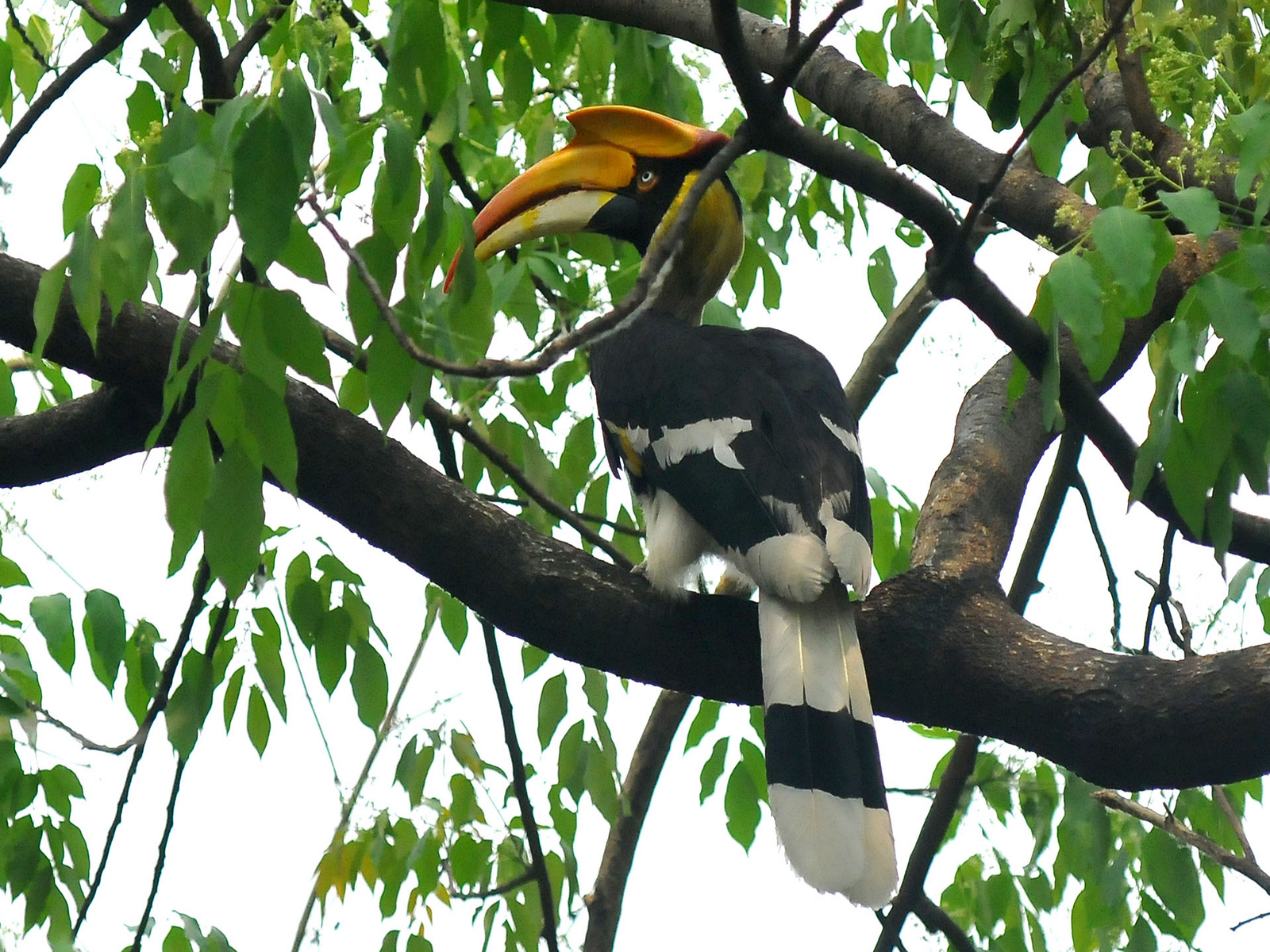 Musa Jungle Retreat Musa Jungle Retreat: Indian Great Hornbill