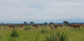 Ishasha Wilderness Camp: Antilopen