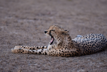 KaingU Safari Lodge: Gepard