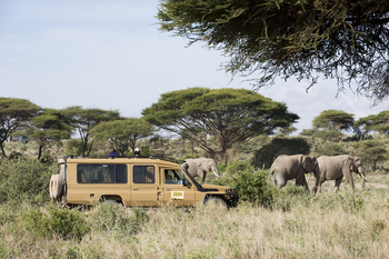 Kambi ya Tembo: Game Drive