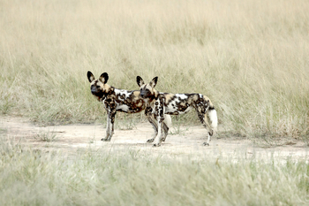 Kanga Camp: Wildhundpaar