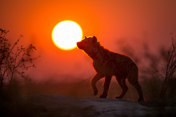 King Lewanika Lodge: Tüpfelhyäne am Abend