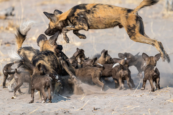 King's Pool Camp King's Pool Camp: Wildhundfamilie