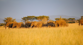 Kirawira Serena Camp: Elefantenherde