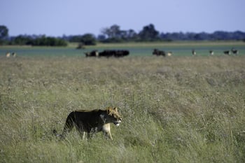 Kwetsani Camp: Löwin im Gras