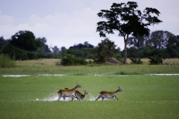 Kwetsani Camp: Rote Moorantilopen im Wasser