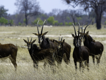 Little Makalolo Camp Little Makalolo Camp: Rappenantilopen