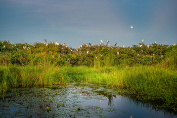 Losika Elephant Camp: Seerosen und Reiher im üppigen Sumpf.