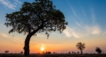 Luambe Camp: Kigela Africana