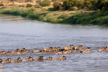 Mara Under Canvas: River Crossing