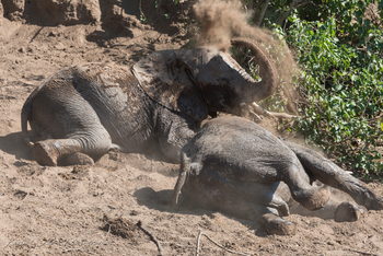 Mashatu Game Reserve: Staubbad