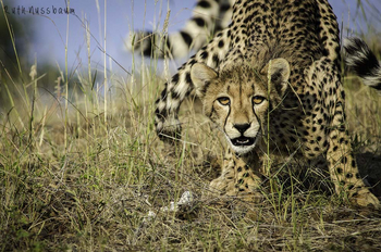 Mashatu Game Reserve: Verschreckter Gepard