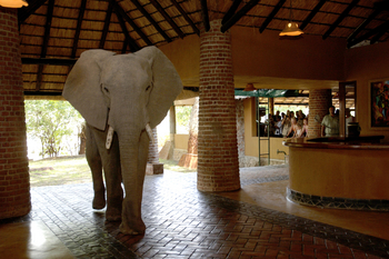 Mfuwe Lodge: Elefanten in der Lobby