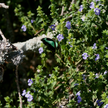 Mihingo Lodge: Schmetterling